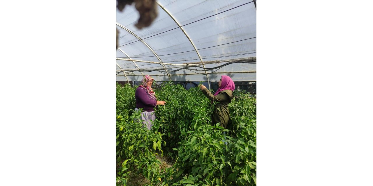 Sağlıklı seracılık için ekipler sahada