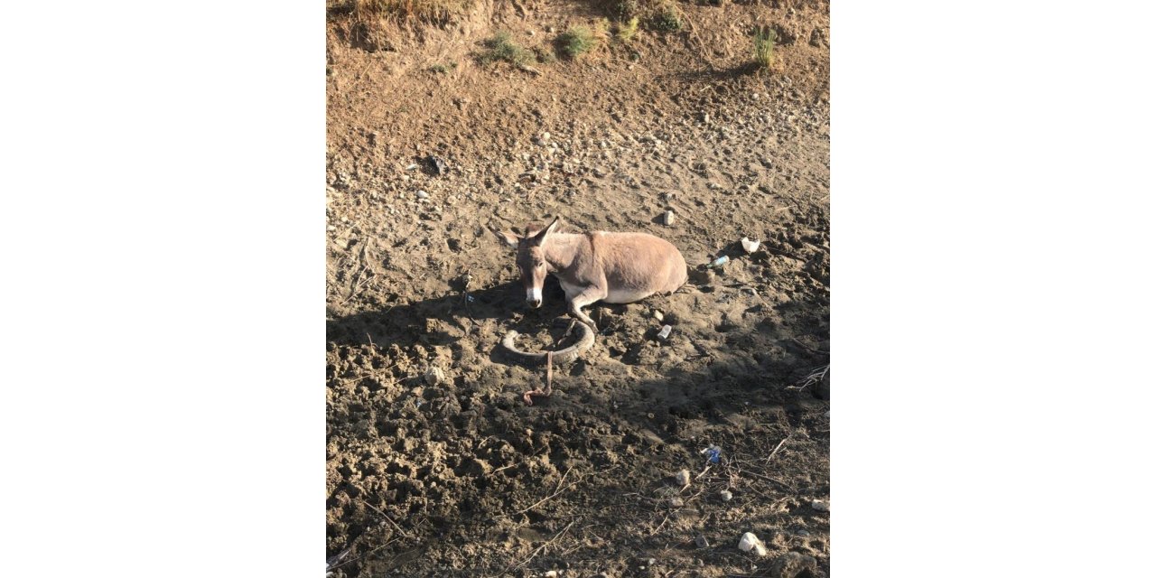 Bataklığa saplanan eşeği AFAD ekibi kurtardı