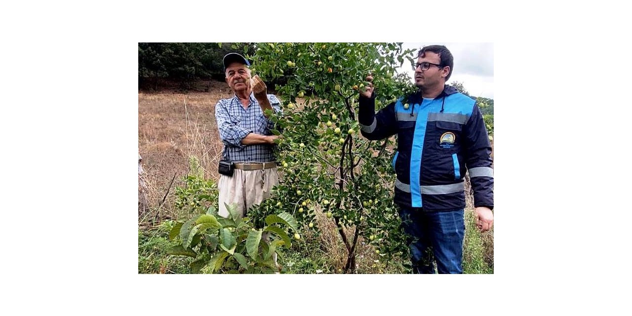 Hisarcık Güldüren köyünde bahçe kontrolü
