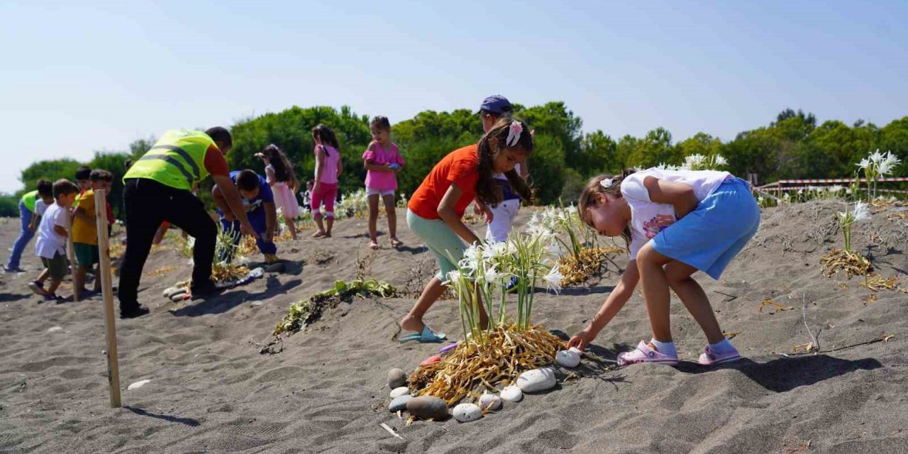 Koparmasının cezası 244 bin TL olan kum zambaklarını çocuklar koruma altına aldı