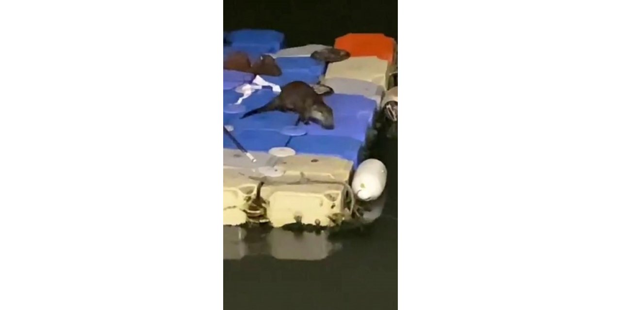 Tuzla Sahili’nde ortaya çıkan su samuru kamerada