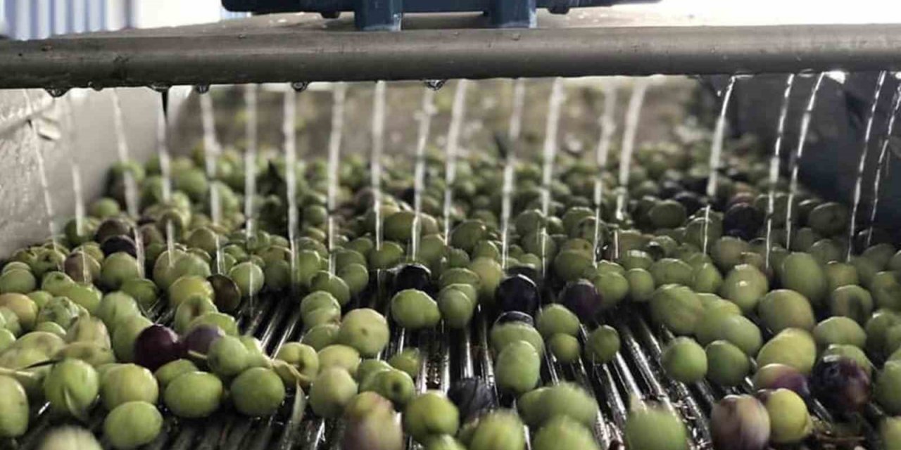 Mut’ta 269 bin dekar alanda 15 milyon ağaçta zeytin hasadı başladı