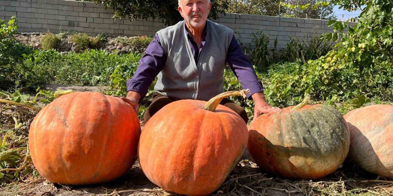 Büyüklüğü görenleri şaşırtıyor