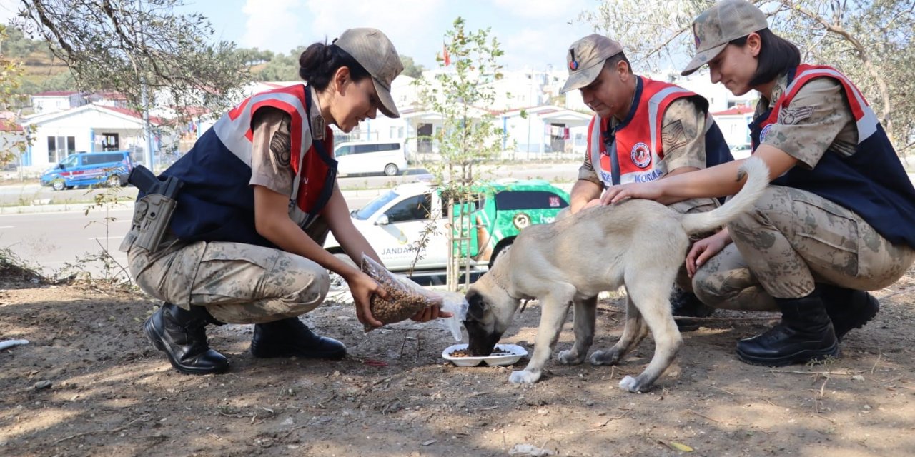Jandarma, polis ve gönüllülerden sokak hayvanlarına mama desteği