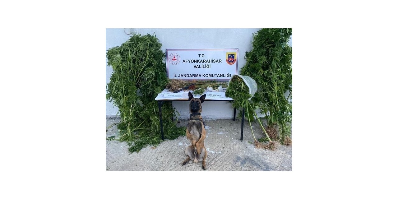 Kenevir hasadı yaparken suçüstü yapıldı