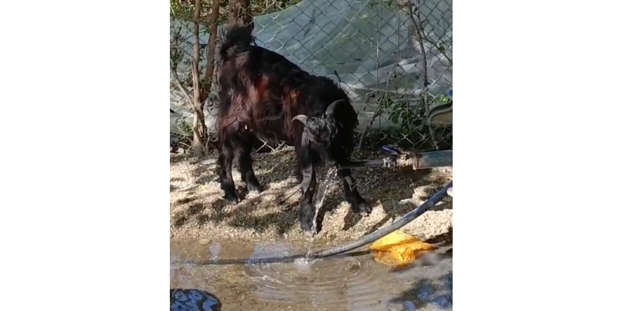 Çeşmeyi açıp musluktan su içen keçi ilgi odağı oldu