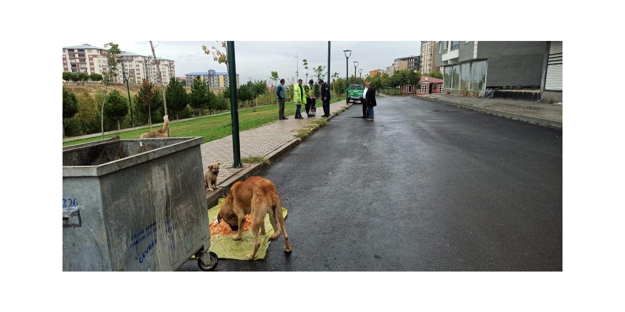 Jandarma ekipleri sokak hayvanlarını besledi