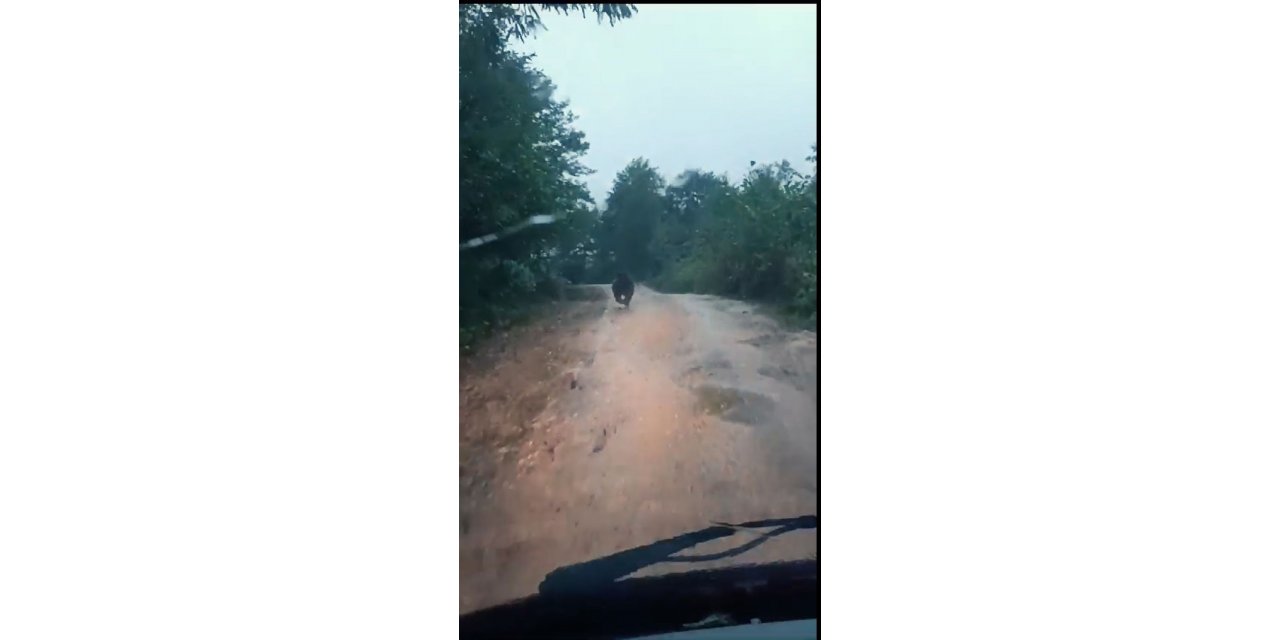 Yayla yolunda önüne çıkan yavru ayıyı aracıyla kovaladı