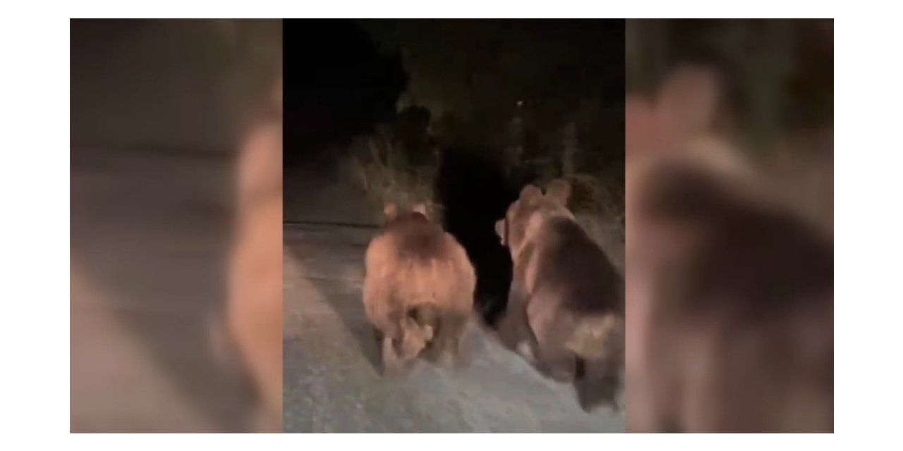 Gece otomobilin önünde koşan iki ayı cep telefonuyla görüntülendi