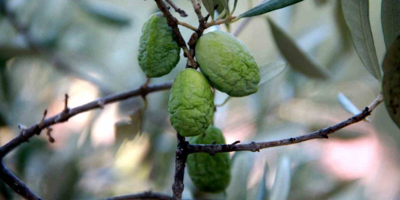 Kuraklık zeytin ve zeytinyağı üretimini olumsuz etkiliyor
