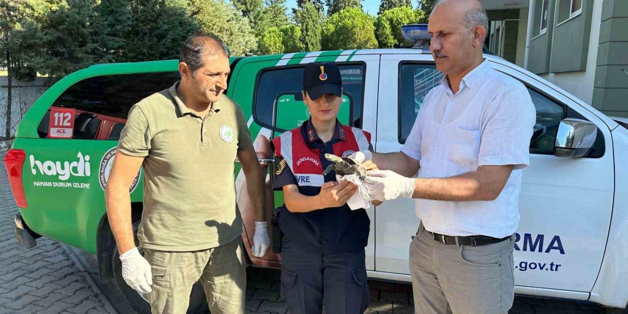 Yaralı su kaplumbağasına jandarma şefkati