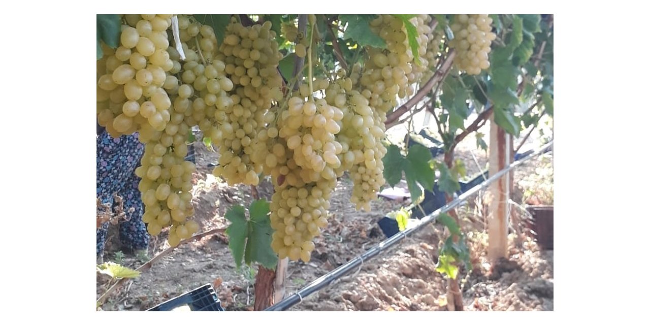 Sarıgöl’de üzüm piyasası canlandı