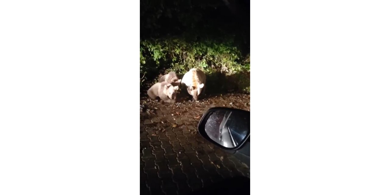 Uludağ’ın meşhur yavru ayıları büyüdü