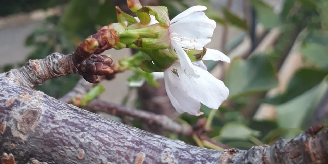 Erikten sonra kiraz ağacı da çiçek açtı