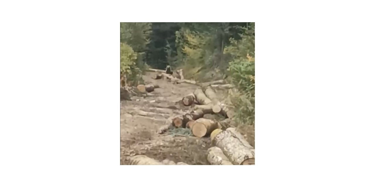 Orman kesim alanına gelen ayı, işçileri korkuttu