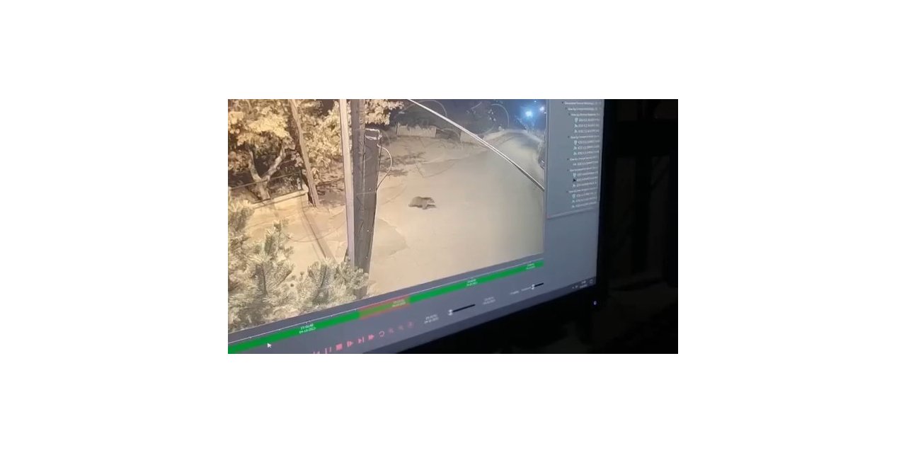 Gümüşhane’de okul bahçesine giren ayı kameralara yakalandı