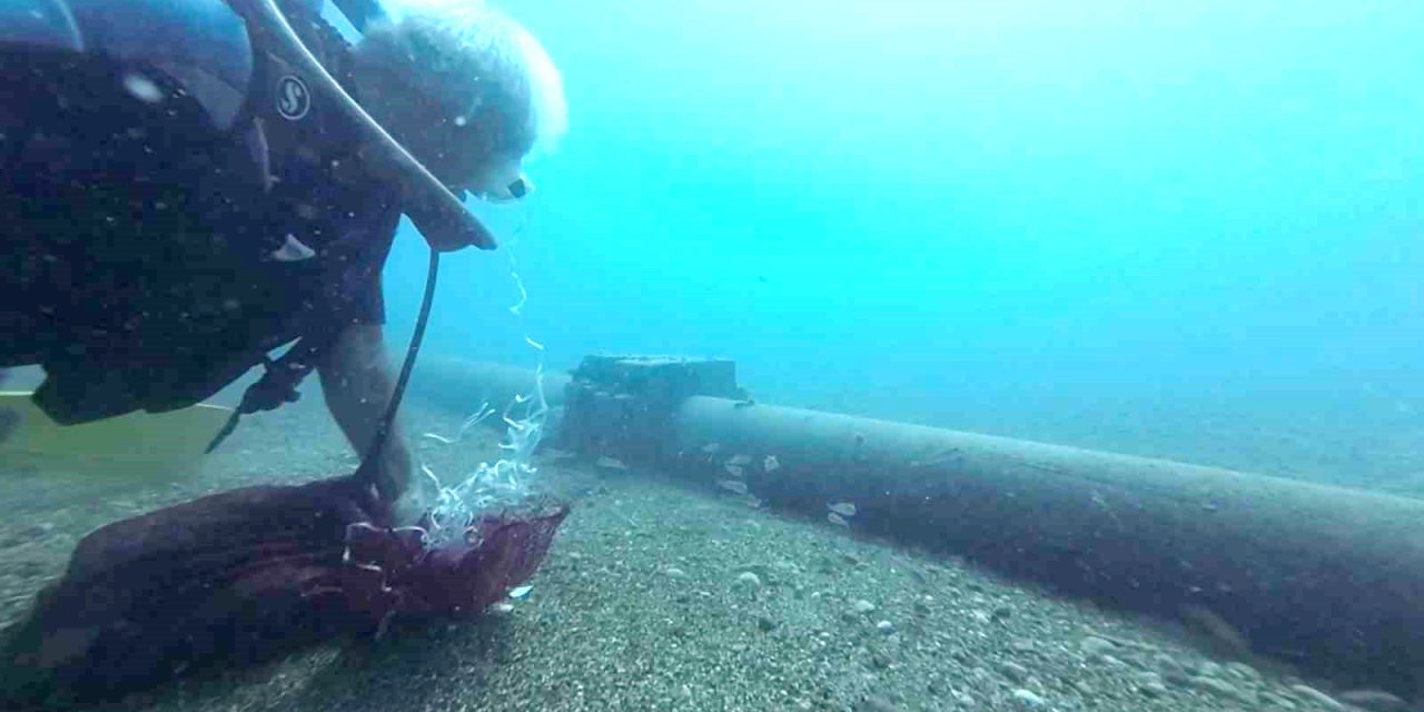 Müren balığının balon balıklarına saldırdığı anlar kamerada