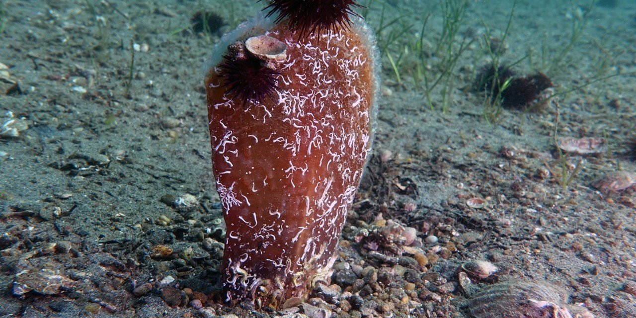 Prof Dr. Mustafa Sarı: “Pinalar Marmara, Marmara pinalar için umut”