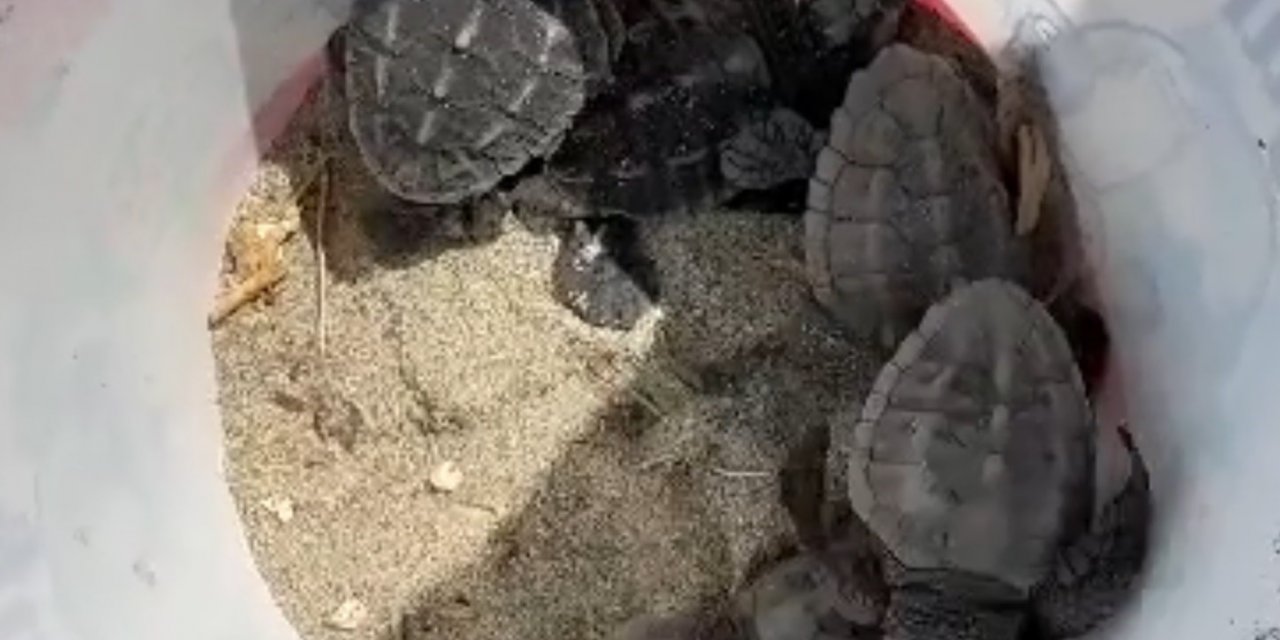 Gökçeada’da caretta caretta yuvası bulundu