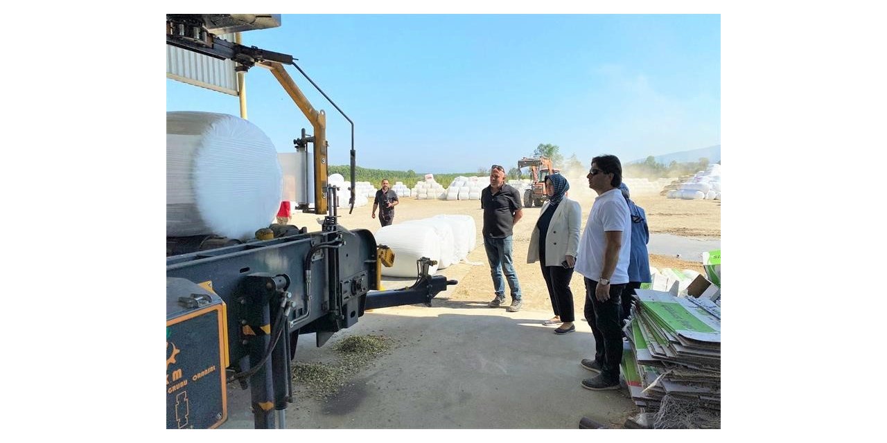 Silajlık mısır hasadı sürüyor