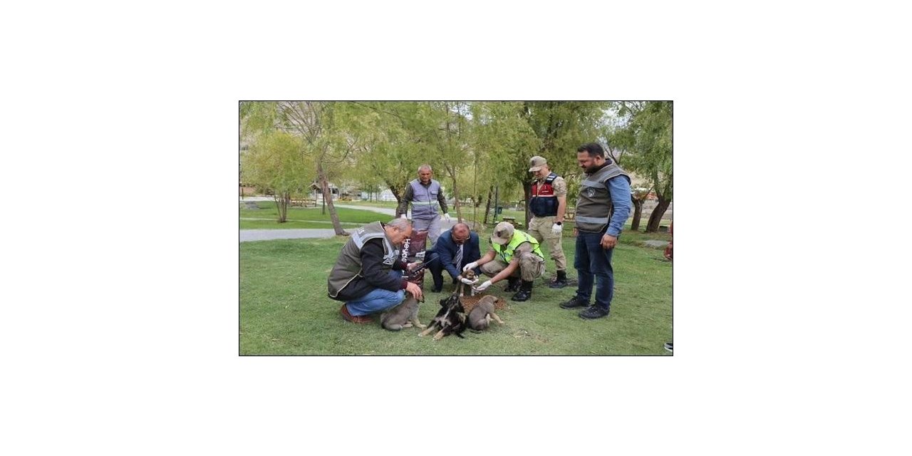 HAYDİ ekipleri sokak hayvanlarının yanında