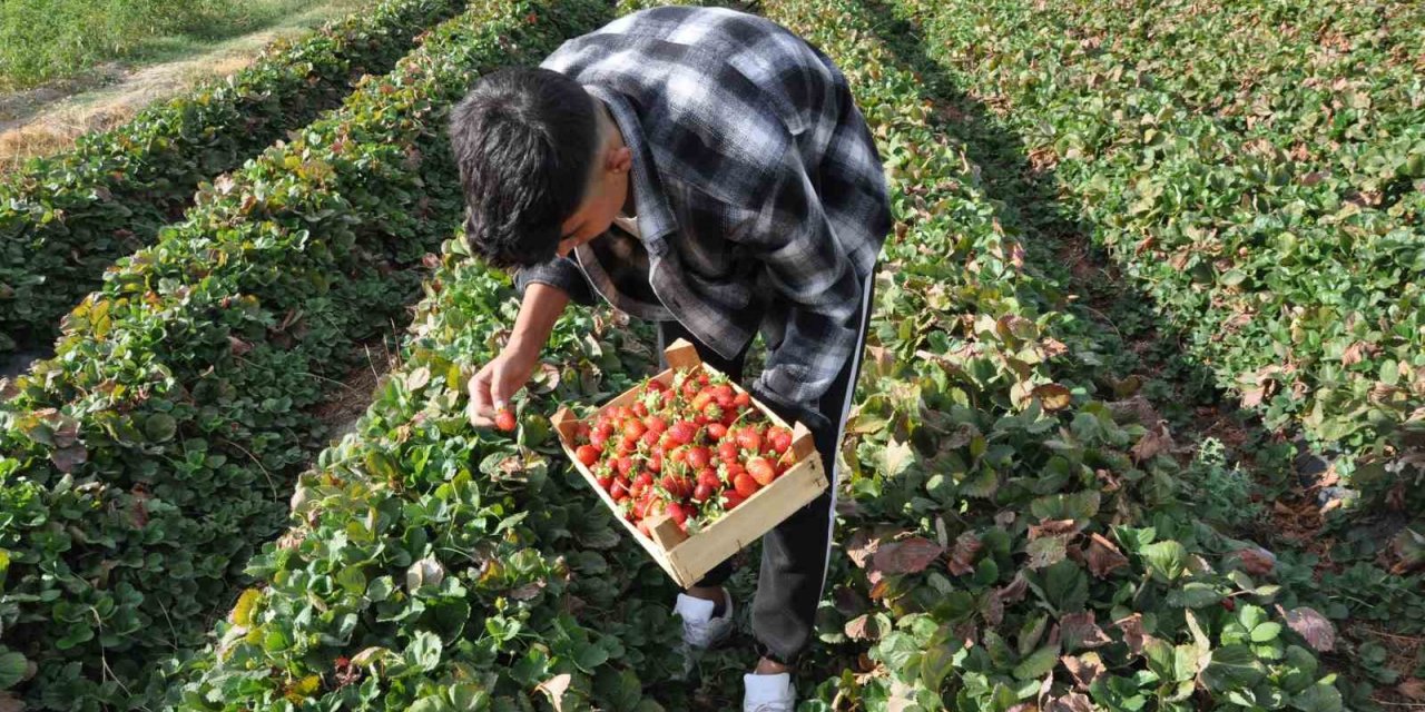 Batman’da coğrafi işaret tescilli Sason çileğinde yılın son hasadı başladı