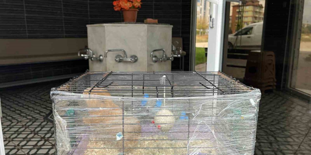 Geçmişte bebek bırakılan camilere şimdi kafeslerindeki evcil hayvanlar bırakılıyor