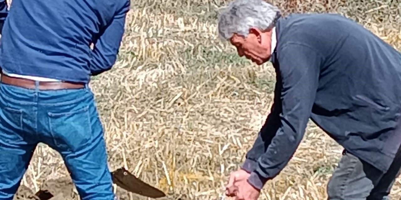 Şaphane’ye yaban mersini bahçesi tesis edilecek