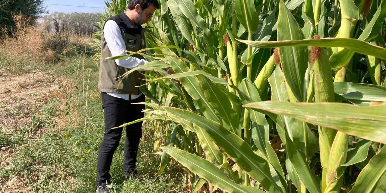 Tarım ürünü ekili alanlarda güz tırtılının etkileri incelendi