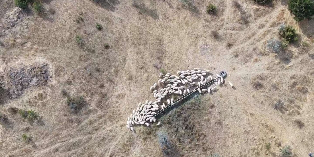 Kaybolan küçükbaş hayvan sürüsü, jandarma ekiplerince bulundu