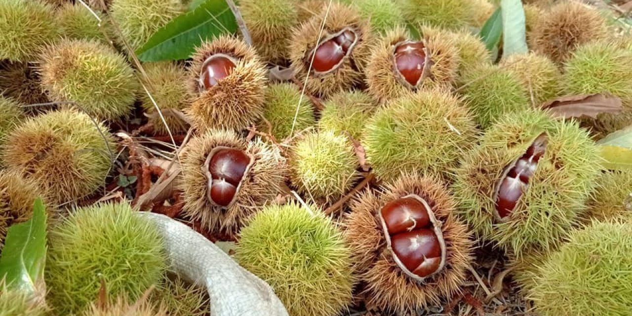 Kestane hasadına başlandı