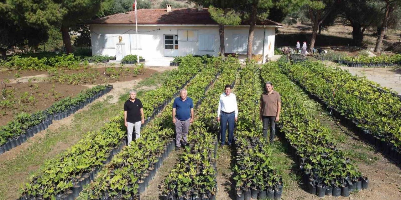 Nazilli Belediyesi, binlerce fidanı kendi üretiyor
