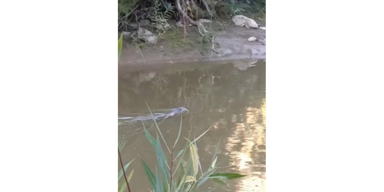 Diyarbakır’da su samuru görüldü