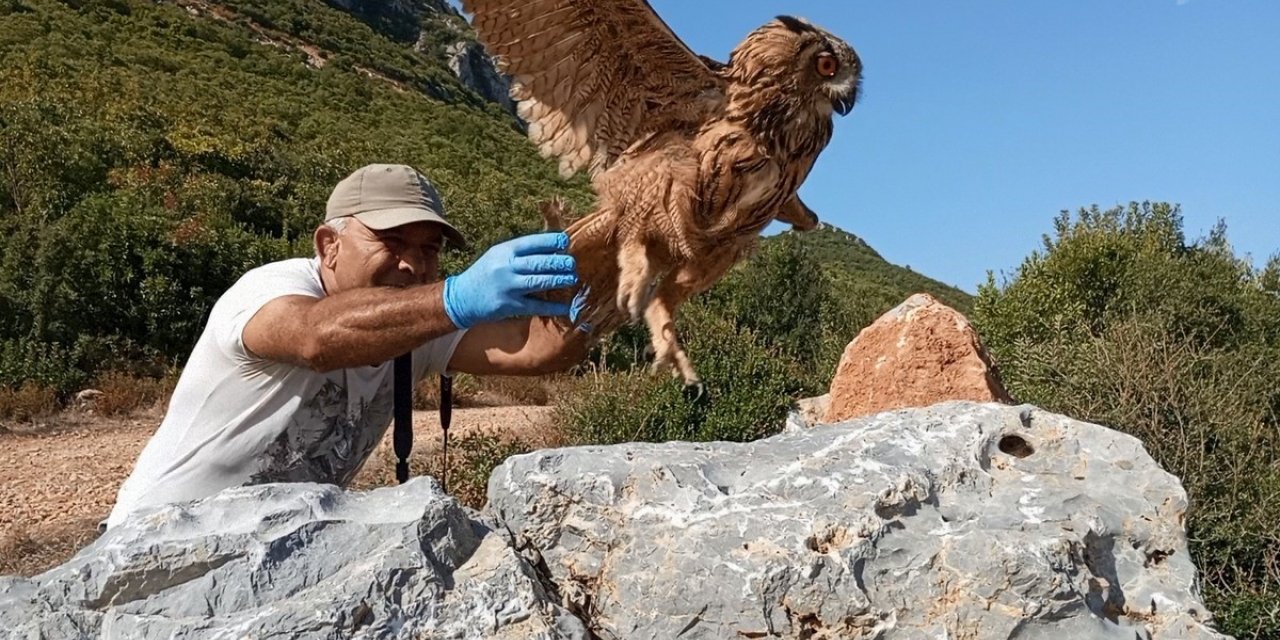 Tedavisi tamamlanan baykuş özgürlüğe kanat çırptı