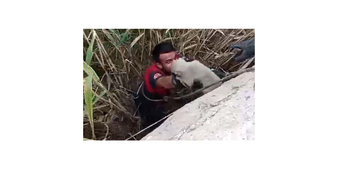 Kurtarılan yavru köpeklerin sevgi gösterisi yürekleri ısıttı