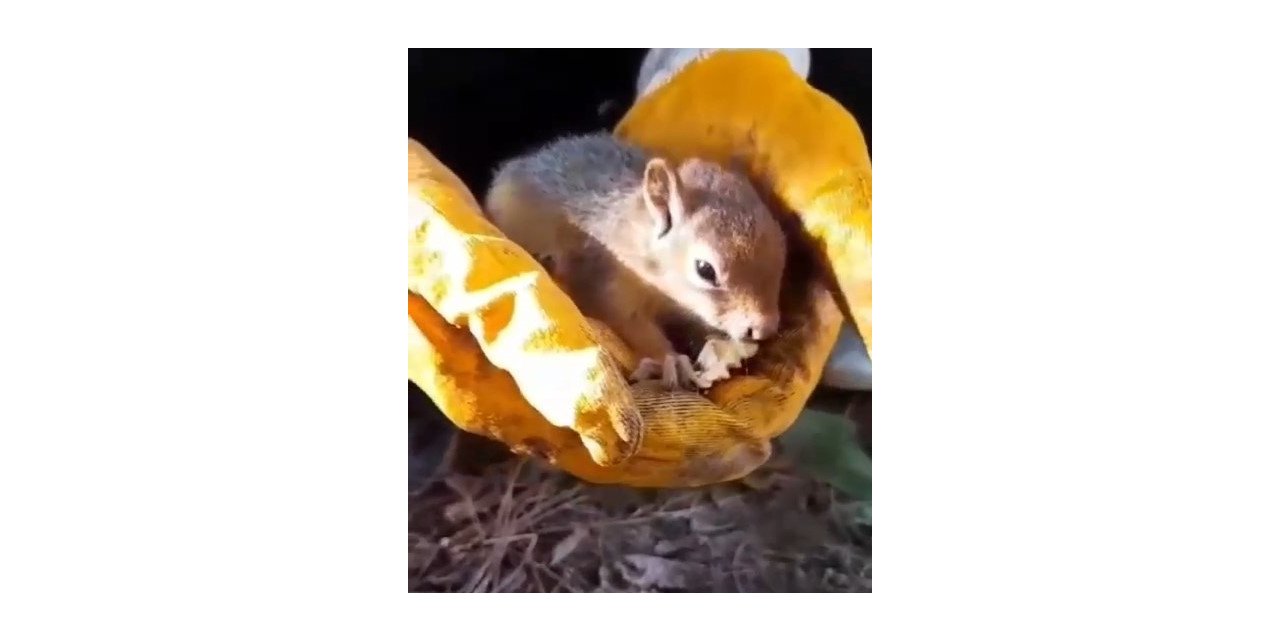 Bitkin halde bulunan sincap vatandaşın avcunda ceviz yedi