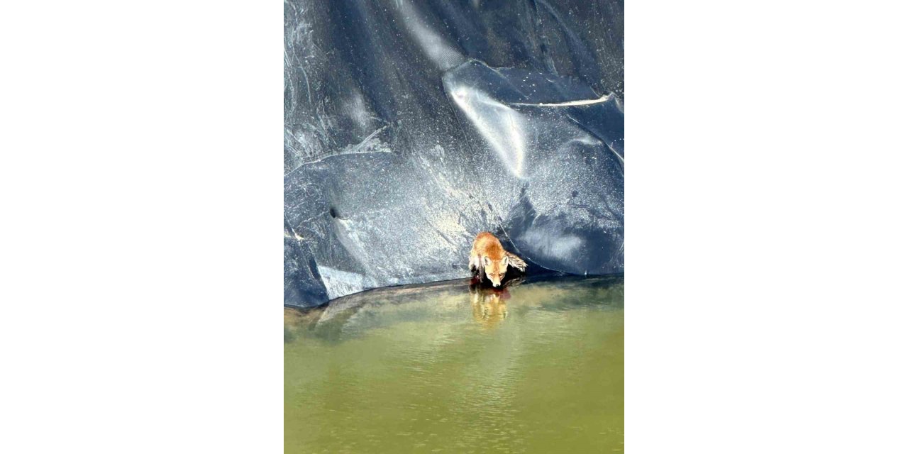 Silivri’de sondaj çukuruna düşen tilkiyi itfaiye ekipleri kurtardı