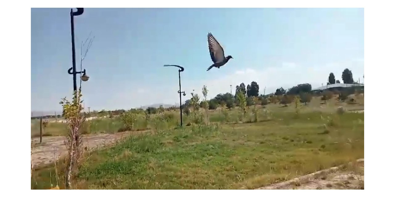 Van’da tedavisi tamamlanan kuşlar doğaya salındı