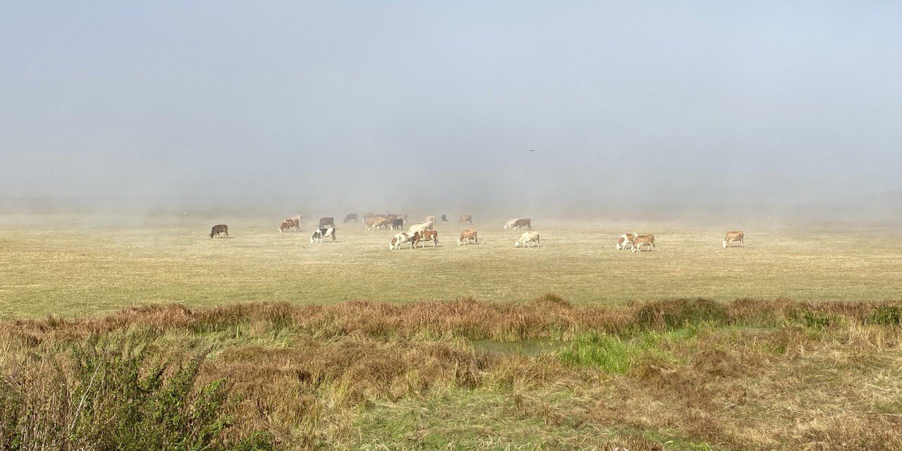Ardahan’da sis etkili oldu