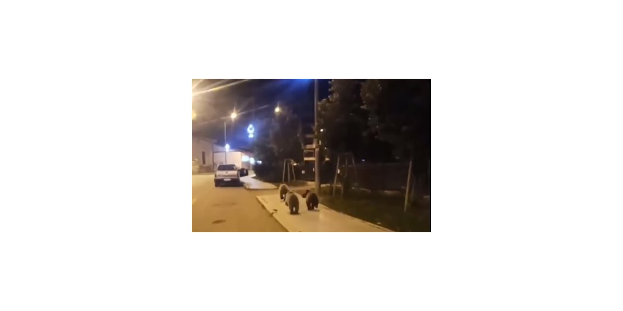 Ayılar ilçe merkezine kadar indi