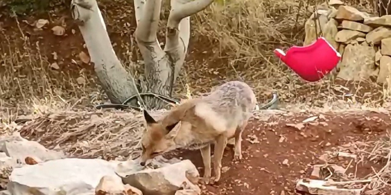 Tilkiye çocukları gibi baktılar