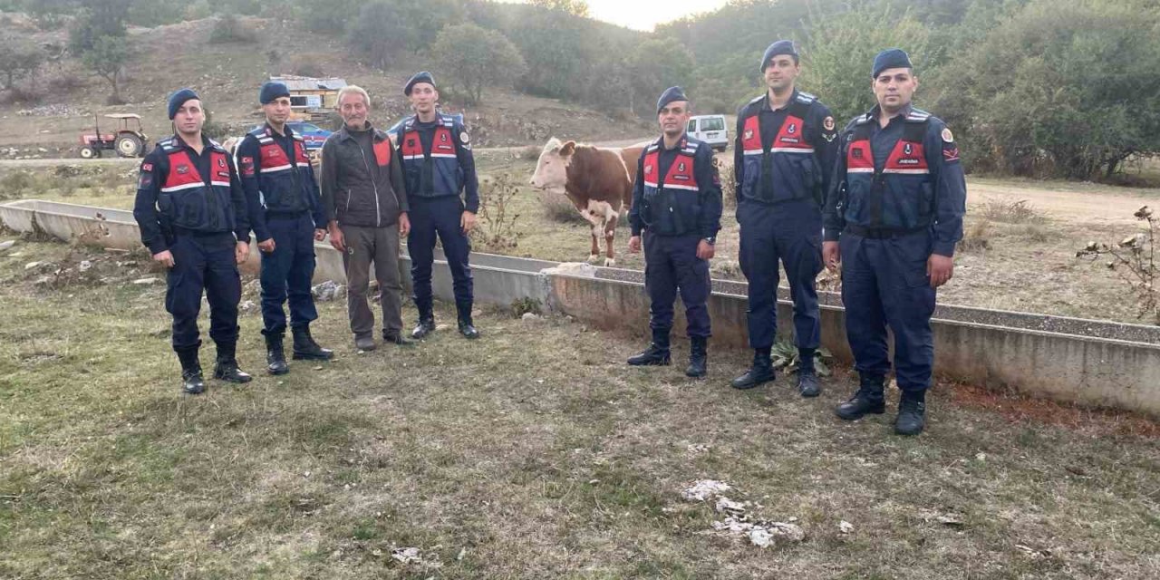 Kaybolan büyükbaş hayvanı jandarma buldu