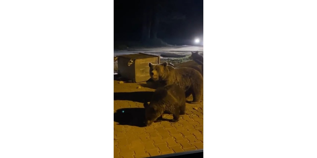 Uludağ’da hayvanlar ailemi kameralara yansıdı