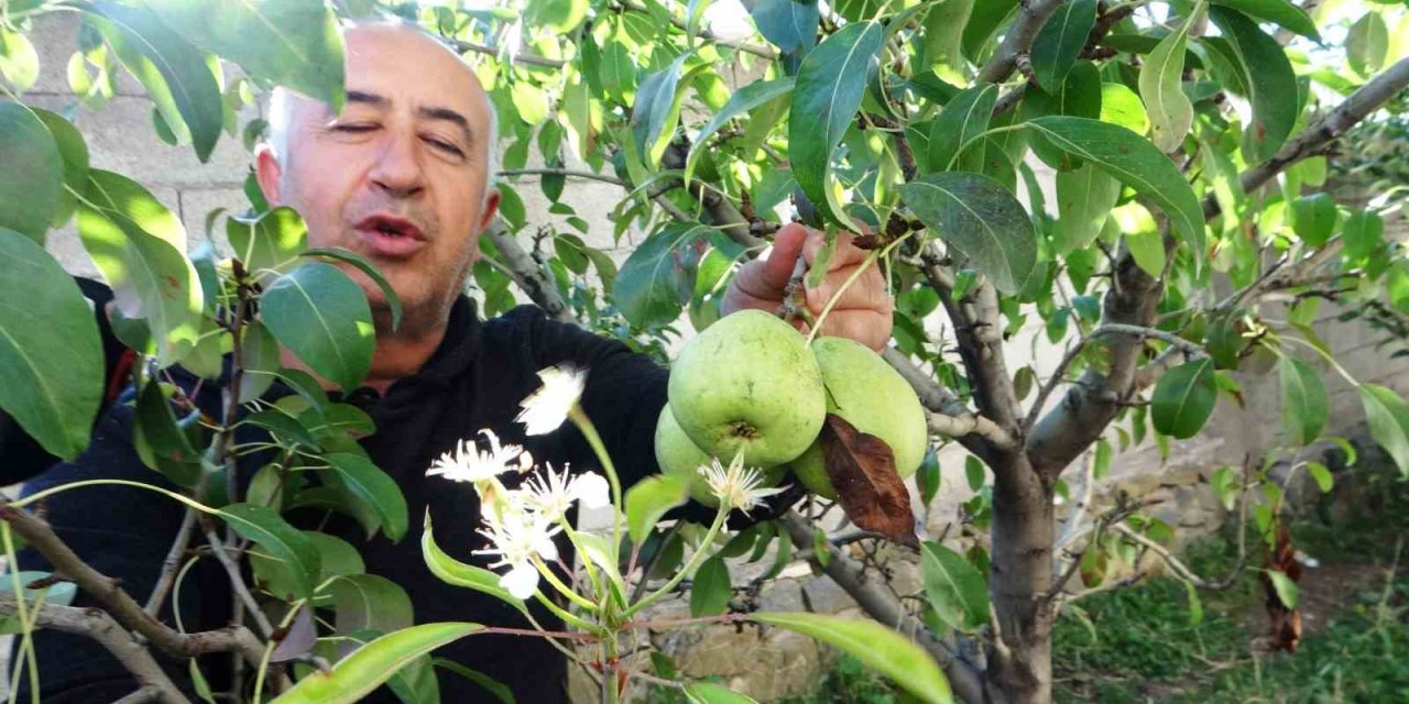 Van’da çiçek açan armut ağacı şaşırttı