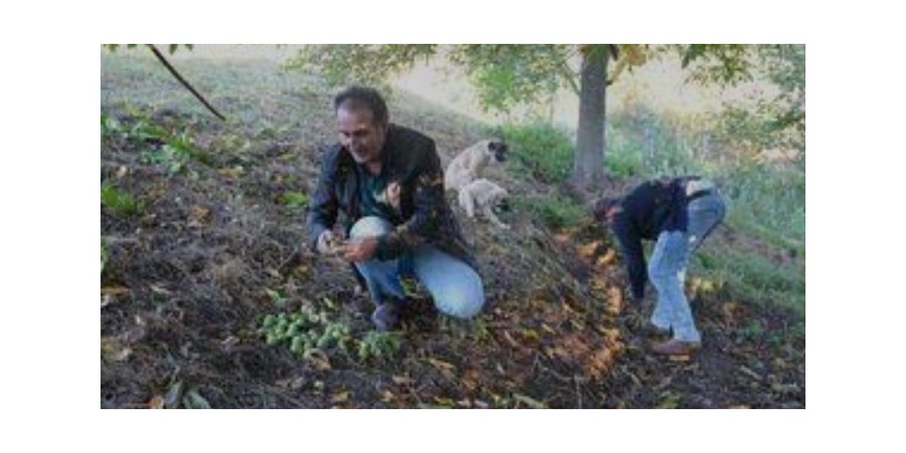 Hasadına başlanan Şebin cevizinde rekolte düşüklüğü yaşanıyor