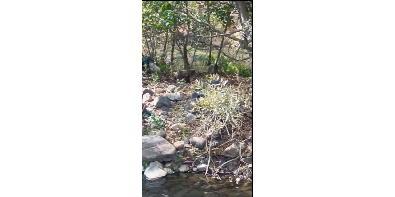 Tarlada yiyecek arayan yavru ayılar böyle görüntülendi