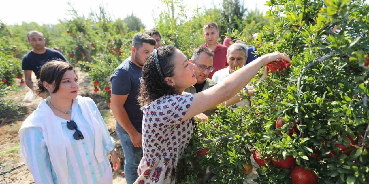 Selçuk nar tanesi ile şenlendi: Üreticiye destek, ürünlere tanıtım