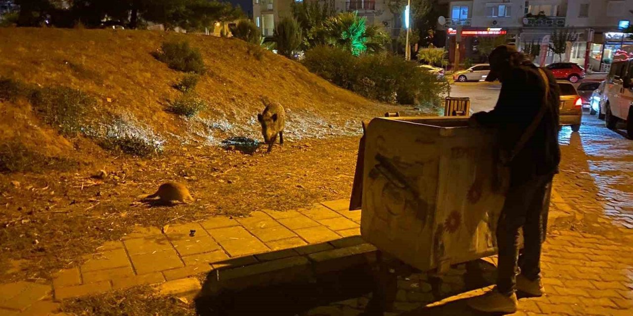 İzmir’de domuz sürüleri bu defa Balçova’ya indi