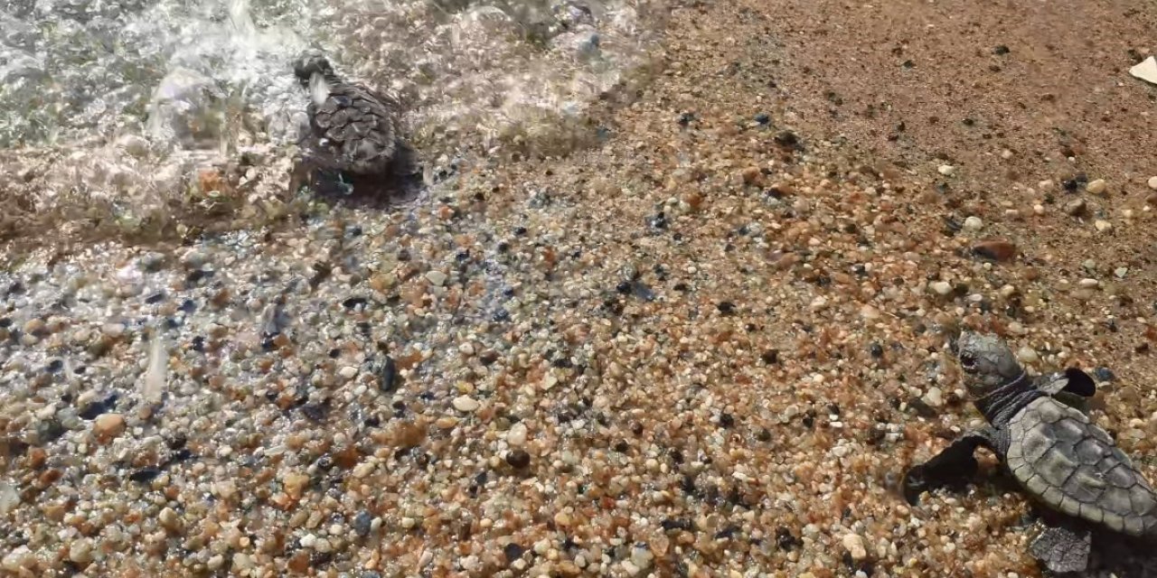 Kuşadası ve Didim’de 502 kaplumbağa yavrusu denizle buluşturuldu