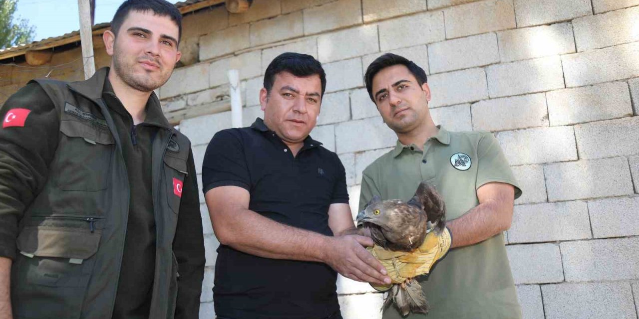 Van’da bitkin halde bulunan arı şahini tedavi altına alındı